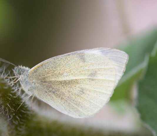 Buket Aydın Kredi Kartı İle Alışverişte Tasarrufun Yolları