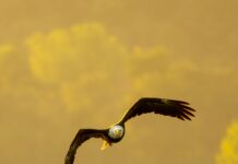 Yapı Kredi Kart Şifresi Alma: Kolay ve Hızlı Şifre Alma Yöntemleri