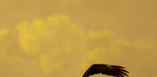 Yapı Kredi Kart Şifresi Alma: Kolay ve Hızlı Şifre Alma Yöntemleri