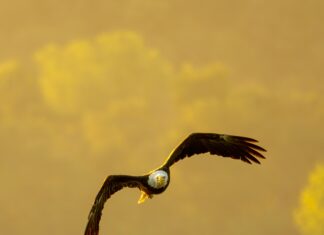 Yapı Kredi Kart Şifresi Alma: Kolay ve Hızlı Şifre Alma Yöntemleri