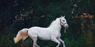 Yapı Kredi Swift Kodu Nedir? Kolayca Öğrenmenin Yolları