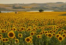 Kuveyt Türk Kredi Hesaplama: En Kolay Ve Hızlı Yöntemler Nelerdir?