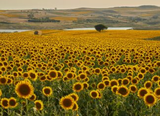 Kuveyt Türk Kredi Hesaplama: En Kolay Ve Hızlı Yöntemler Nelerdir?