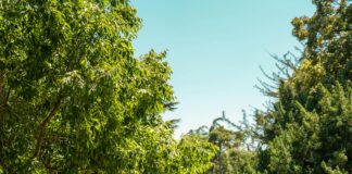 Anında Kredi Kartı Veren Bankalar: Hemen Onay Almanın Sırları