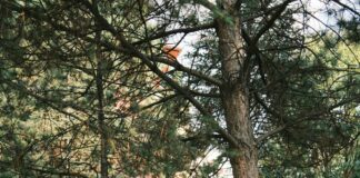 Vakıfbank Kredi Başvurusu Nasıl Yapılır? Kolay ve Hızlı Rehber