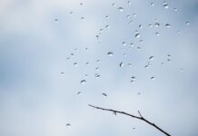 Kişisel Finans Yönetiminde Havadurumu Okumak: Finansal Karar Verme Stratejileri Reading Weather in Personal Financial Management: Financial Decision-Making Strategies